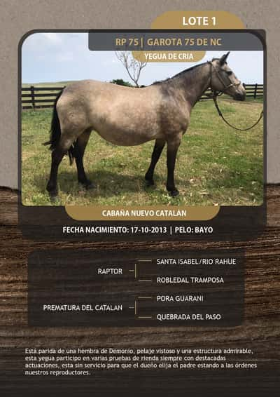 Lote GAROTA 75 DE NC