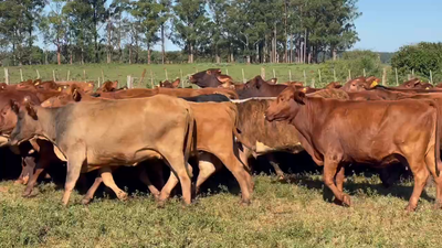 Lote 80 Vacas de invernar en Virasoro, Corrientes