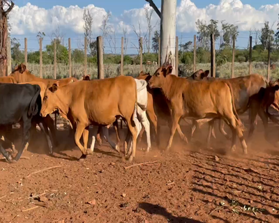 Lote 65 Novillos en Ituzaingó, Corrientes
