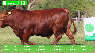 Lote LOTE 13
