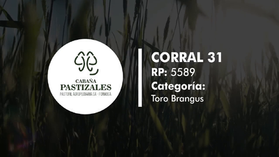 Lote Toro