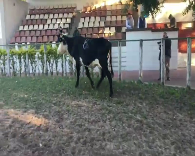 Lote 1 Vacas  en Esquina, Corrientes