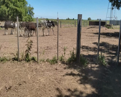 Lote (Vendido)9 Vaquillonas 1 a 2 años 2 HE,  2 HE X RA,  1 RA,  3 HO,  1 HE X AA 260kg - , Colonia