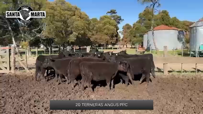 Lote 20 Terneras PPC de 240 Kgs de Santa Marta de Cinque