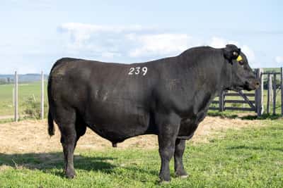 Lote RP 239