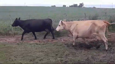 Lote (Vendido)2 Vacas de Invernada CRUZAS 470kg -  en EL CHILENO