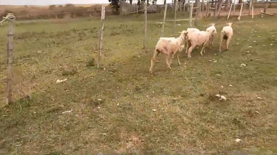 Lote 80 Ovejas MERINO 35kg -  en BELEN, BOYCUA