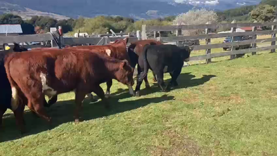 Lote 54 Novillo Engorda en Río Ibáñez, XI Región Aysén