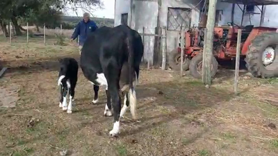 Lote 2 Vacas de Invernada HOLANDO 450kg - , San José