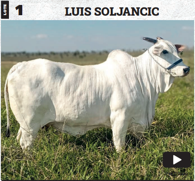 Lote LOTE 1 - PREÑECES