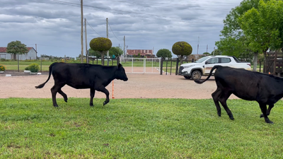 Lote TERNERAS