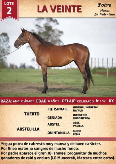 Lote LA VEINTE