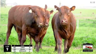 Lote 3 Toros Red Angus, Durazno