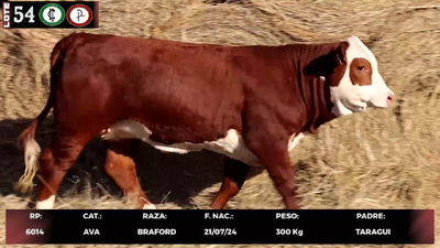 Lote LOTE 54