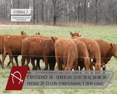 Lote CORRAL 2 VAQUILLONAS ANGUS COLORADAS PURAS CONTROLADAS PARICIÓN OTOÑO "LA BARRANCOSA"