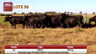 Lote Reproductores de Alborada - Lote 58