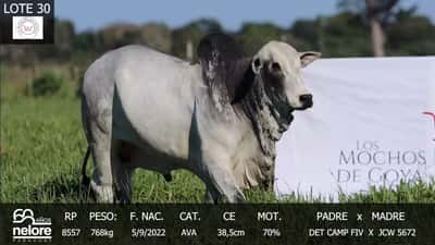 Lote LOTE 30