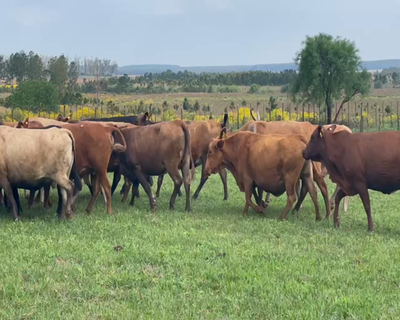Lote 20 Vacas nuevas Preñadas en Ituzaingó, Corrientes
