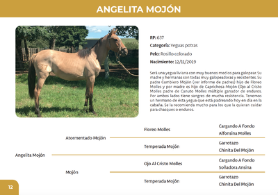 Lote Angelita Mojón (RP 637)