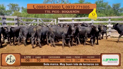 Lote 70 Terneros CBO 3 Híbridos (tipo Brangus). Negros 224kg - , Boquerón
