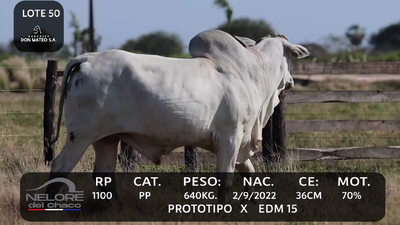 Lote LOTE 50