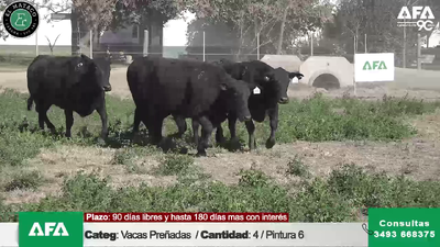 Lote """EL MATACO"" VACAS PREÑADAS