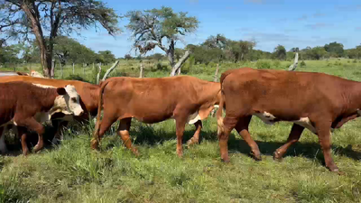 Lote 50 Terneros/as