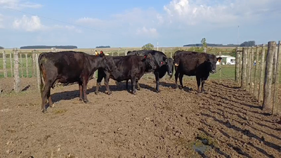 Lote 4 Vacas de Invernada 1 AA - 2 AA/ HO 470kg -  en COQUIMBO