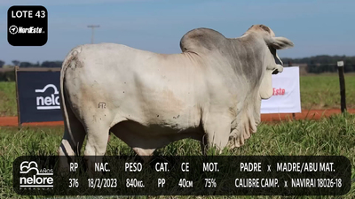Lote LOTE 43