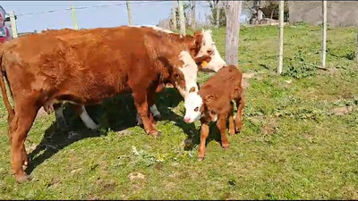 Lote (Vendido)16 Piezas de cría Hereford 350kg -  en San Gregorio