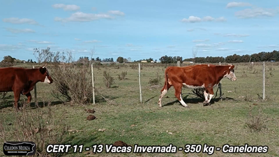 Lote 13 Vacas de Invernada en Canelón Chico, Canelones