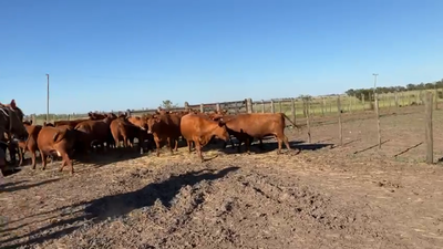 Lote 26 Vacas nuevas C/ gtia de preñez en Gualeguaychú, Entre Ríos