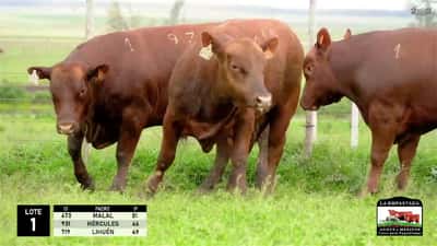Lote 3 Toros Red Angus, Durazno