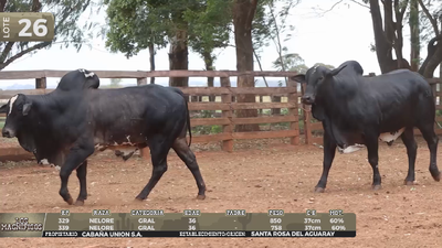 Lote LOTE 26