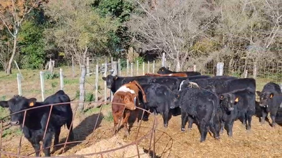 Lote Lote 6