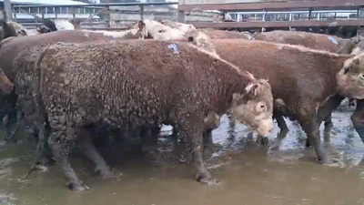 Lote 20 Vaquilla Gorda en Los Ángeles, VIII Región Biobío