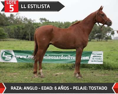 Lote LL ESTILISTA
