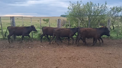 Lote 230 Novillos 1 a 2 años en Tomás Gomensoro, Artigas