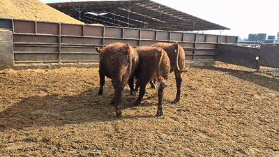 Lote 20 Novillo Gordo en Linares, VII  Región Maule