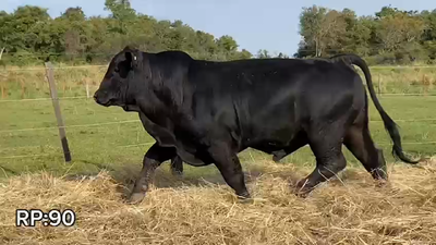 Lote TORO BRANGUS