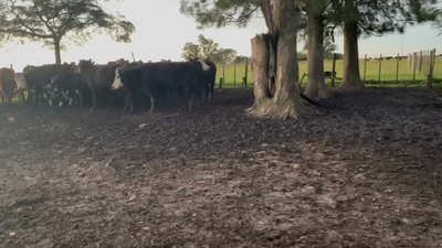Lote 41 Vacas de Invernada A-ANGUS 400kg -  en CARUMBE