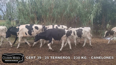 Lote 25 Terneros en Tapia, Canelones