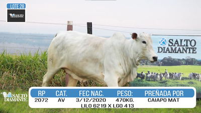Lote LOTE 28