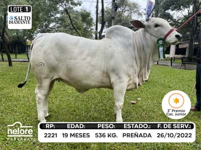 Lote LOTE 1