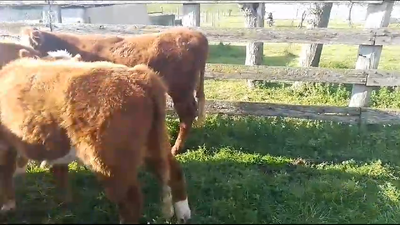 Lote 6 Novillos Hereford en Rincon del Pino