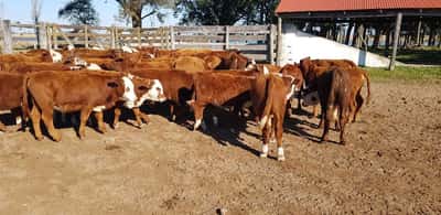 Lote 90 Terneros/as en Esquina, Corrientes