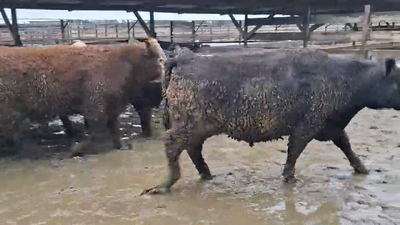 Lote 20 Novillo Gordo en Los Ángeles, VIII Región Biobío