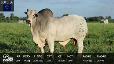 Lote LOTE 56