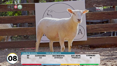 Lote LOTE 8