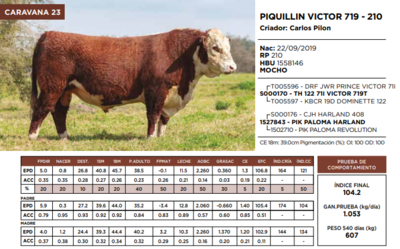 Lote PIQUILLIN VICTOR 719 - 210  (GRUPO 2)